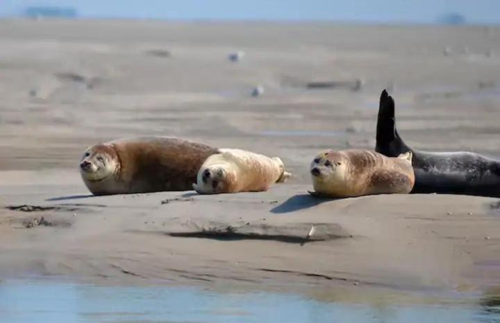 Gite Escale Oceania En Baie De Somme A Ault, 50M De La Mer Exteriér fotografie